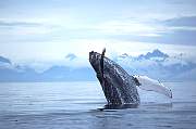 km2081-humpback-13d,8b,4xiu.tif