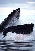 km2083-humpback-13d,8b,4xiuc.tif