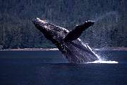 km2086-humpback-13d,8b,4xiuc.tif