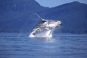 km2096-humpback-13d,8b,4xicu.tif