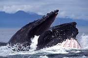 km2110-humpback-13d,8b,4xiuc.tif