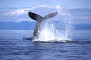 km2130-humpback-13d,8b,4xiuc.tif