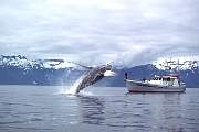 km2136-humpback-13d,8b,4xic.tif