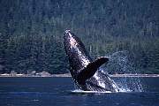 km2140-humpback-13d,8b,4xiuc.tif