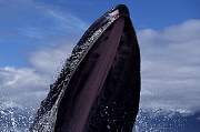 km2177-humpback-13d,8b,4xiuc.tif