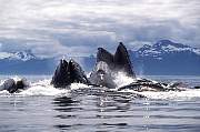 km2183-humpback-13d,12b,4xic.tif