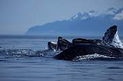 km2221-humpback-13d,8b,4xiuc.tif