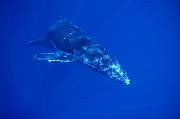 ls52-humpback-13d,8b,4xiuc.tif