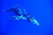 ls53-humpback-13d,8b,4xiu.tif