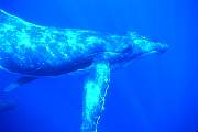 ls94-humpback-13d,8b,4xiuc.tif