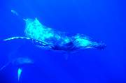 ls96-humpback-13d,8b,4xiuc.tif