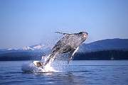 mi16-humpback-13d,8b,4xiuc.tif
