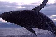 mi289-humpback-13d,8b,4xiuc.tif