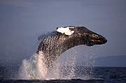 mi57-humpback-13d,8b,4xiuc.tif