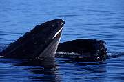 mi585-humpback-13d,8b,4xiuc.tif