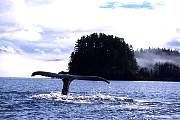 mi92-humpback-13d,8b,4xiuc.tif