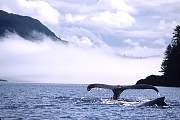 mi93-humpback-13d,8b,4xiuc.tif