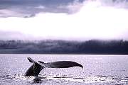 mi96-humpback-13d,8b,4xiuc.tif