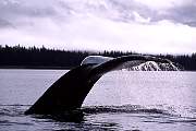mi97-humpback-13d,8b,4xiuc.tif