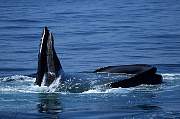 mv2-humpback-13d,8b,4xiu.tif