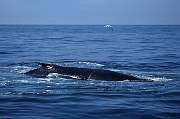 mv233-humpback-13d,8b,4xiuc.tif