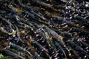 mi864salmon13d8b4xiuc.tif