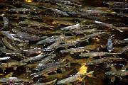 mi867salmon13d8b4xiuc.tif