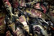 mi880salmon13d8b4xiuc.tif