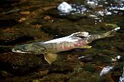 mi894salmon13d8b4xiuc.tif