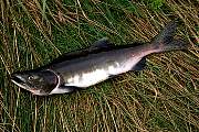 mi924salmon13d8b4xiuc.tif