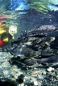 mj128salmon13d8b4xiuc.tif