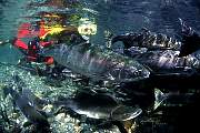 mj145salmon13d8b4xiuc.tif