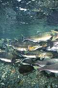 mj147salmon13d8b4xiuc.tif