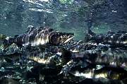 mj157salmon13d8b4xiuc.tif