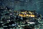 mj158salmon13d8b4xiuc.tif