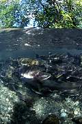 mj174salmon13d8b4xiuc.tif