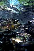 mj203-salmon-13d,8b,4xiuc.tif