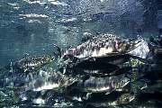 mj207-salmon-13d,8b,4xiuc.tif