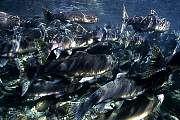 mj227salmon13d8b4xiuc.tif