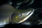 mj260salmon13d8b4xiuc.tif