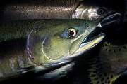mj263salmon13d8b4xiuc.tif