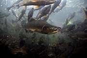 mj281salmon13d8b4xiuc.tif