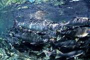 mj319salmon13d8b4xiuc.tif