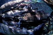 mj320salmon13d8b4xiu.tif