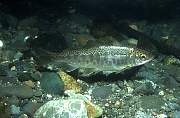mj333salmon13d8b4xiuc.tif