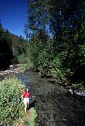 mj355salmon13d8b4xiuc.tif
