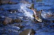mj36salmon13d8b4xiuc.tif