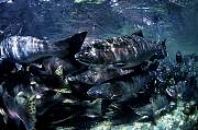 mj4salmon13d8b4xiuc.tif