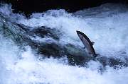 mu13-salmon-13d,8b,4xiuc.tif