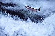mu15-salmon-13d,8b,4xiu.tif